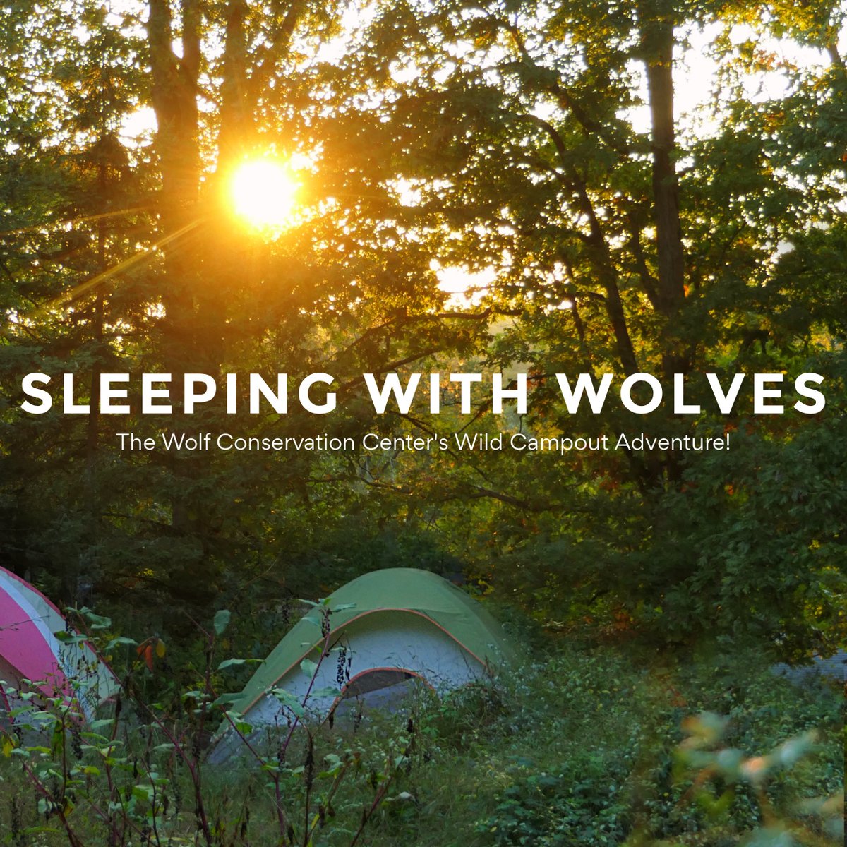 nywolforg's tweet photo. Registration is OPEN for 'SLEEPING WITH WOLVES!' - the Wolf Conservation Center's Wild Campout Adventure!

Camp out overnight among the 30+ wolves that call the Center home! Sleepovers run from May - Oct 2022, but spaces fill up quickly!

Register now ➡ https://t.co/Wm1ARLy8W4 https://t.co/9rzsrRpSsC