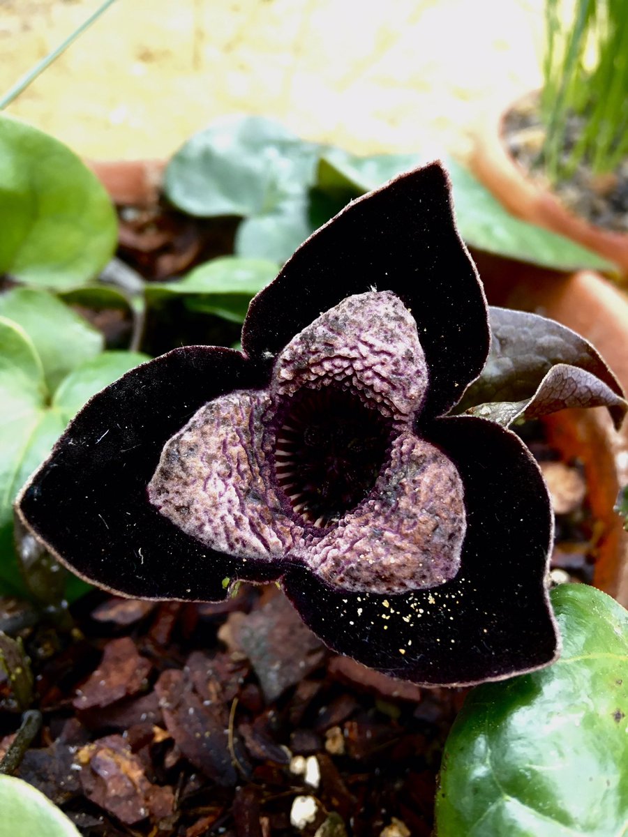 Ruari_Mostyn's tweet photo. Asarum maximum - pretty much as close to black as you are going to get! #plants https://t.co/yHzlu1gIfu