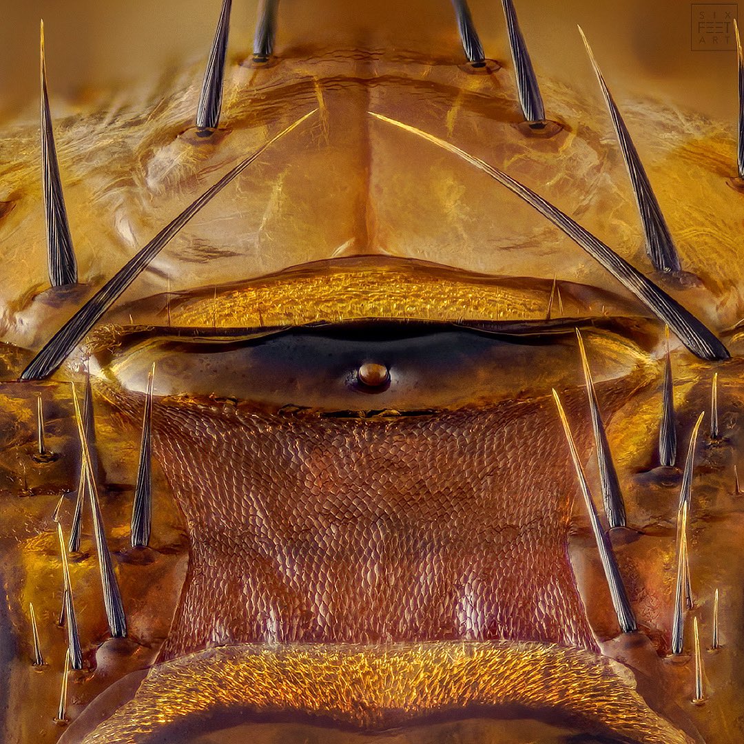 sagaOptics's tweet photo. Lousefly, Hippoboscidae. Here you can see a section of the head of a lousefly. A wide variety of structures can be seen here, even on the hair. In the middle you can spot a simple eye.
#ocells #ocelle #simpleeye #fly #hairs #lousefly #entomology #entomologie #biodiversity https://t.co/aZQQmitz57