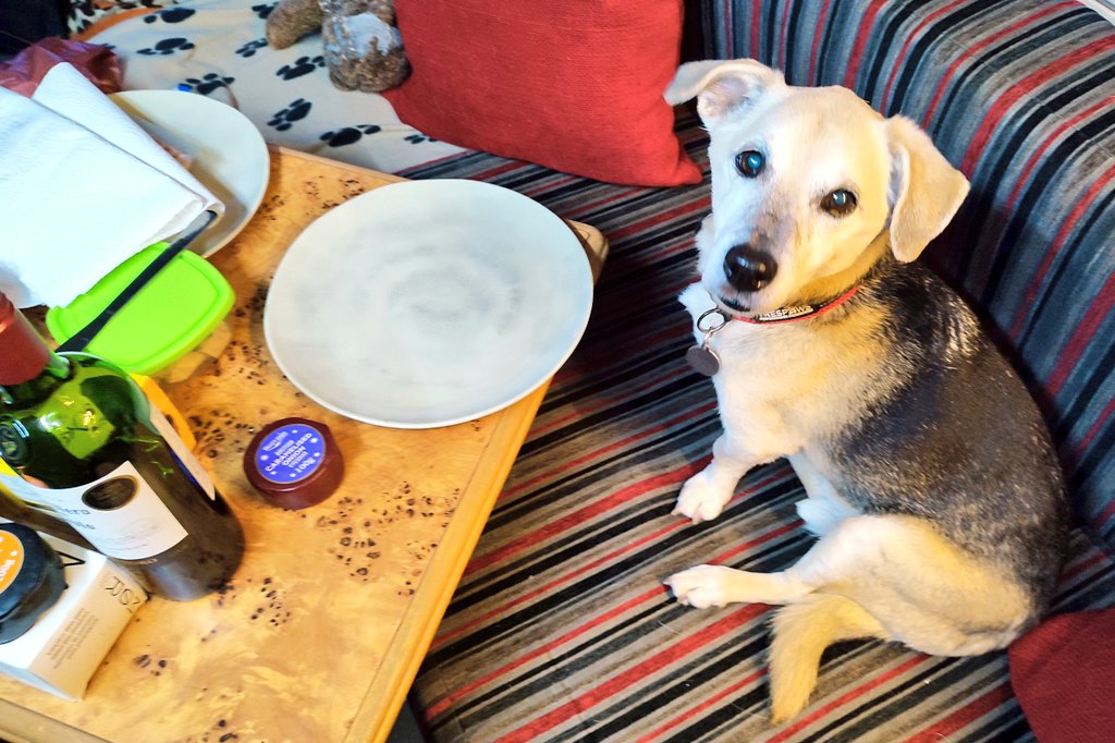 Firesnapper999's tweet photo. Erm, no dad, the cook doesn't sit at the table!! Benson claims my place at the table and refuses to move.🙄🐾🐾 #CheeseHound #CampervanTea #Southsea #VanLife #JackRussellX #TerrierLife https://t.co/Ec6dpxP7PN