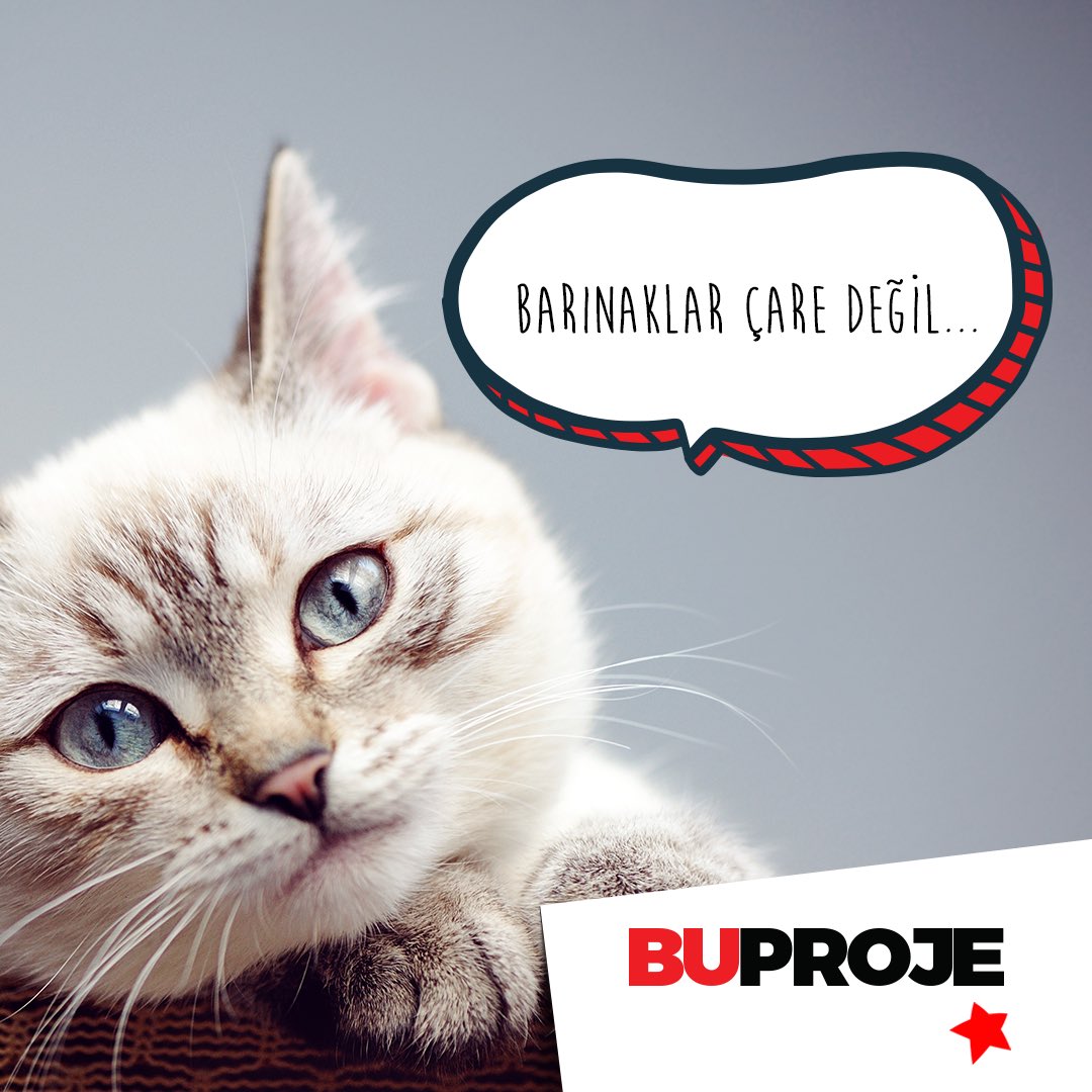 Sokaktaki dostlarımız yalnız değil, hayatı beraber paylaştığımız dostlarımıza sahip çıkalım. 🐈🐕🐥 #emlak #gayrimenkul #realty #realestate #realtor #ankara #istanbul #izmir #buproje #bugayrimenkul #evinisatnet #bugroup #barınaktansahiplen