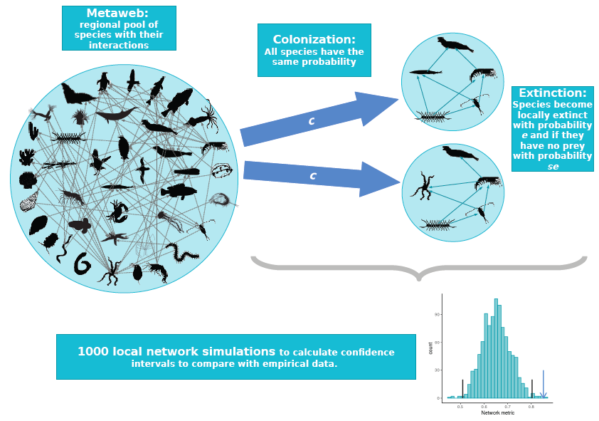 ECOmplex Lab (@ecomplex_lab) on Twitter photo 🚨Article alert🚨
We're very happy to share with you our last publication
Ecological network assembly: how the regional metaweb influences local food webs
Authors <a href="/larysar/">Leonardo Saravia</a> (lead) <a href="/tomimarina1/">Tomi Marina</a> <a href="/NadiahKrist/">Dr Nadiah Kristensen</a> M De Troch & <a href="/Momo_el_mago/">Fernando Roberto Mom</a>
In <a href="/AnimalEcology/">Journal of Animal Ecology</a>
doi.org/10.1111/1365-2…
🧵 🚨Article alert🚨
We're very happy to share with you our last publication
Ecological network assembly: how the regional metaweb influences local food webs
Authors <a href="/larysar/">Leonardo Saravia</a> (lead) <a href="/tomimarina1/">Tomi Marina</a> <a href="/NadiahKrist/">Dr Nadiah Kristensen</a> M De Troch & <a href="/Momo_el_mago/">Fernando Roberto Mom</a>
In <a href="/AnimalEcology/">Journal of Animal Ecology</a>
doi.org/10.1111/1365-2…
🧵
