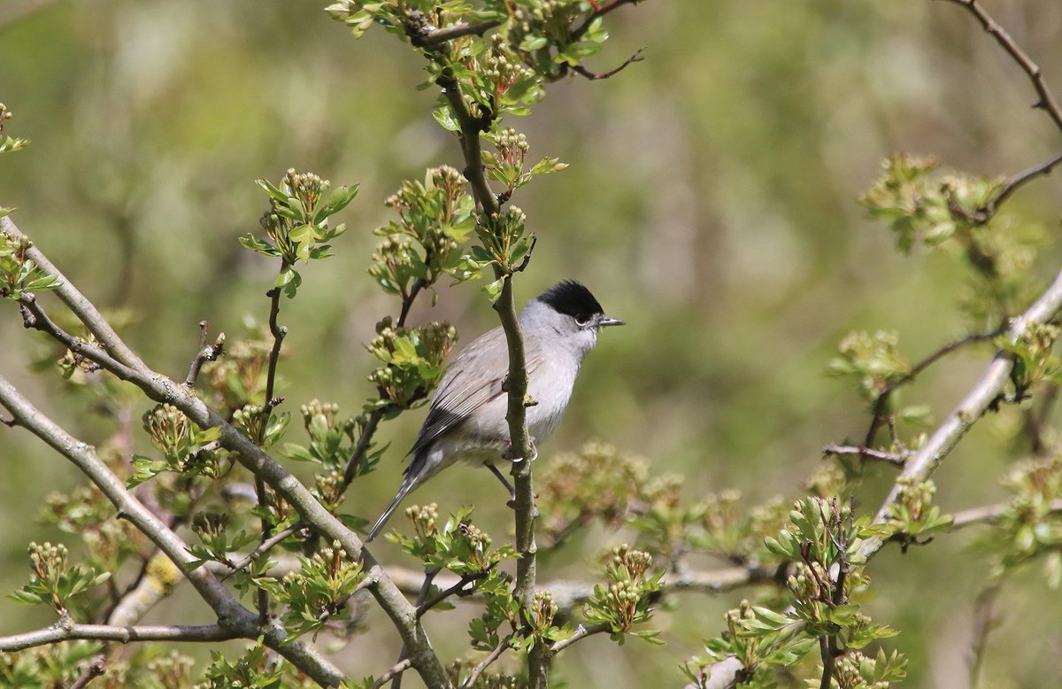 Michael55868839's tweet photo. Male Blackcap and Reed Warbler taken at Rainton Meadow's when the weather was a tadge warmer @DurhamBirdClub #birding #birdphotography #TwitterNatureCommunity https://t.co/PizmOss7mx