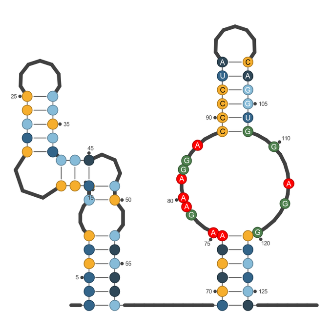 snoRNA secondary structure