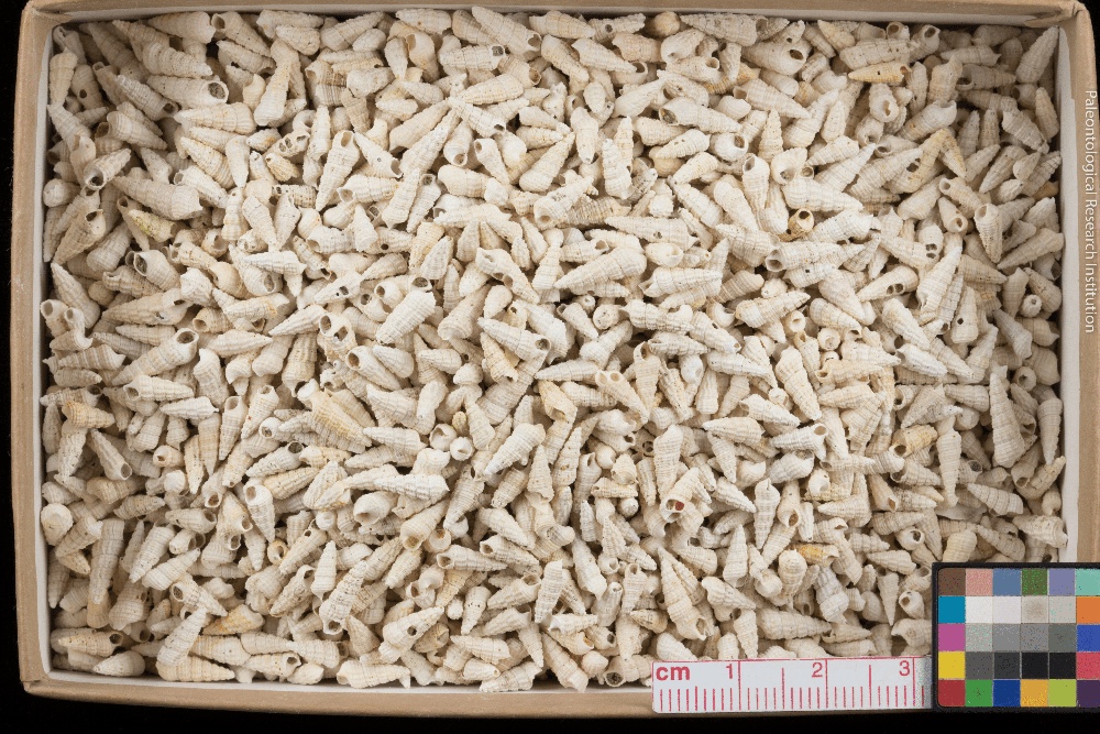 Image of 3531 snail shells