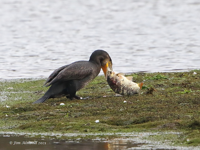 ShropsBirder tweet picture