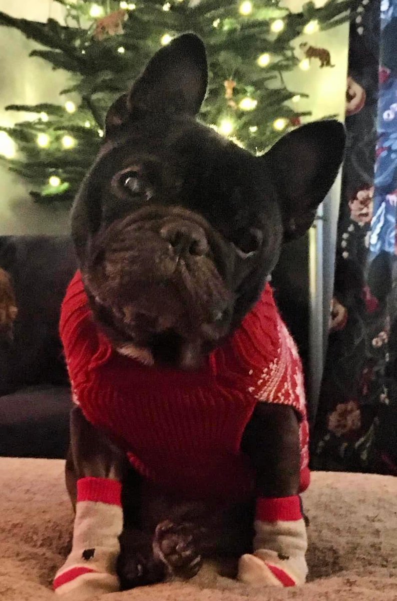 BulldogHavenNW's tweet photo. We've received some great photos of our fosters and alumni in the snow and enjoying the holidays!
https://t.co/gIVYMUULhQ
#snow #dogsinthesnow #dogsinsweaters #happyholidays https://t.co/PpOrd9Xlnl