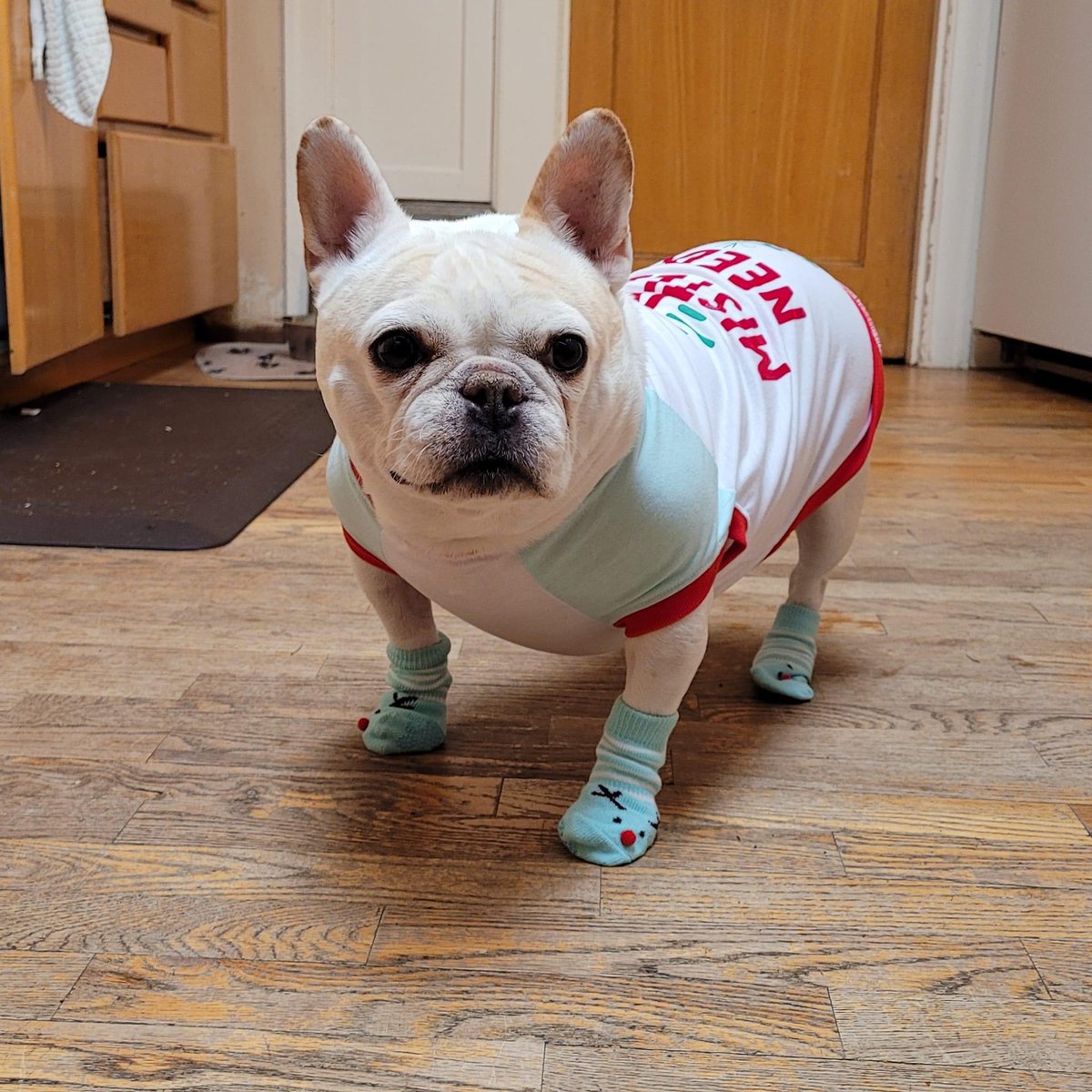 BulldogHavenNW's tweet photo. We've received some great photos of our fosters and alumni in the snow and enjoying the holidays!
https://t.co/gIVYMUULhQ
#snow #dogsinthesnow #dogsinsweaters #happyholidays https://t.co/PpOrd9Xlnl