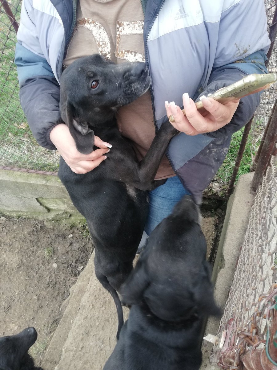 RoyalPetRescueS's tweet photo. Dearest friends & #TwitterPhilantrophy,
Begging for mercy for precious lives of 3 woofers of #RPRS.🐕🇷🇸🐕🇷🇸🐕
Help us with #fundraising & #donations.
We need to send 250€ tonight for their accomodation preventing them to be evicted from foster-home.
https://t.co/3cn6Ml1OWJ https://t.co/NB8JhgFdGC