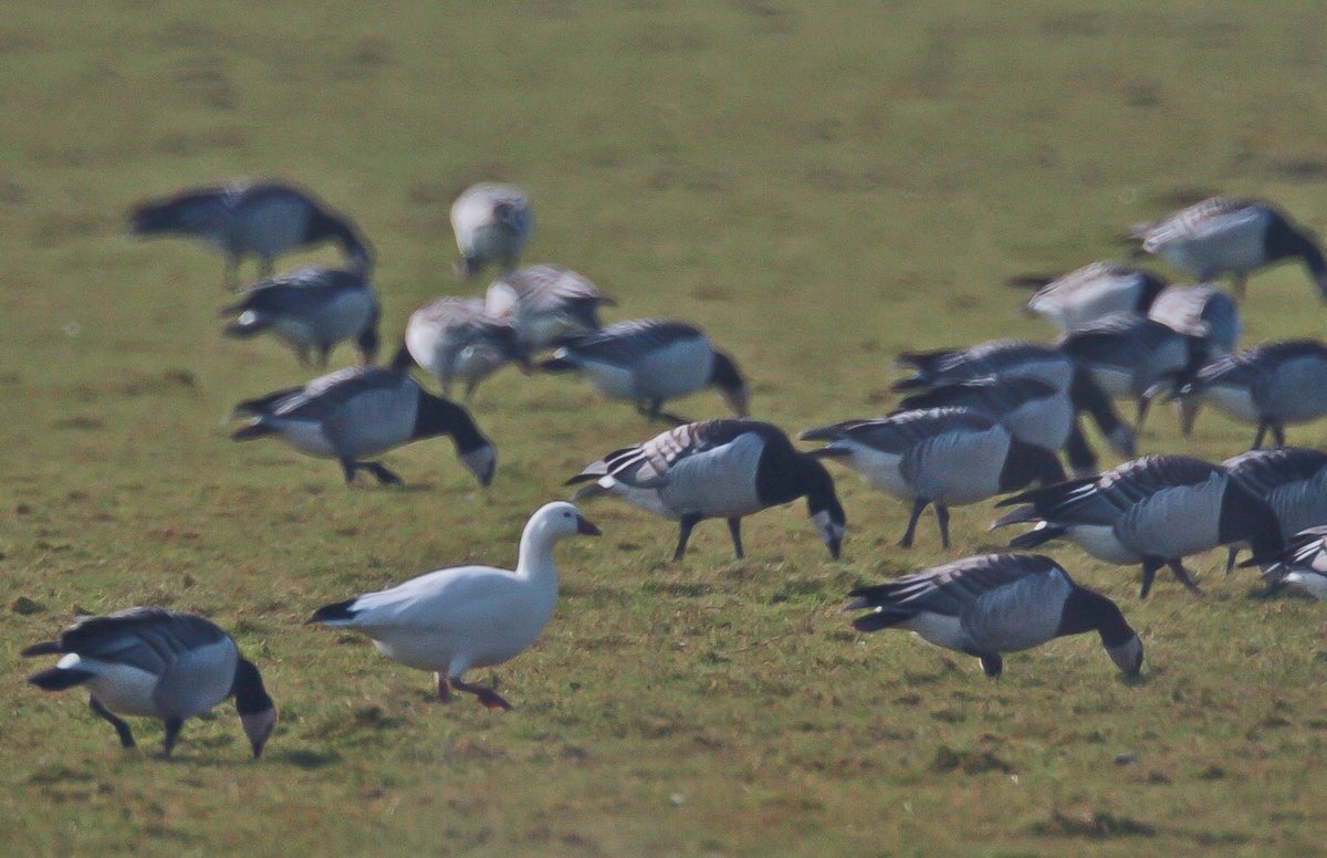 GerhardKornelis's tweet photo. Een #rossgans temidden van #brandganzen #Lauwersmeer.
In Nederland vastgesteld als een #dwaalgast. https://t.co/K5BQQUUZcm