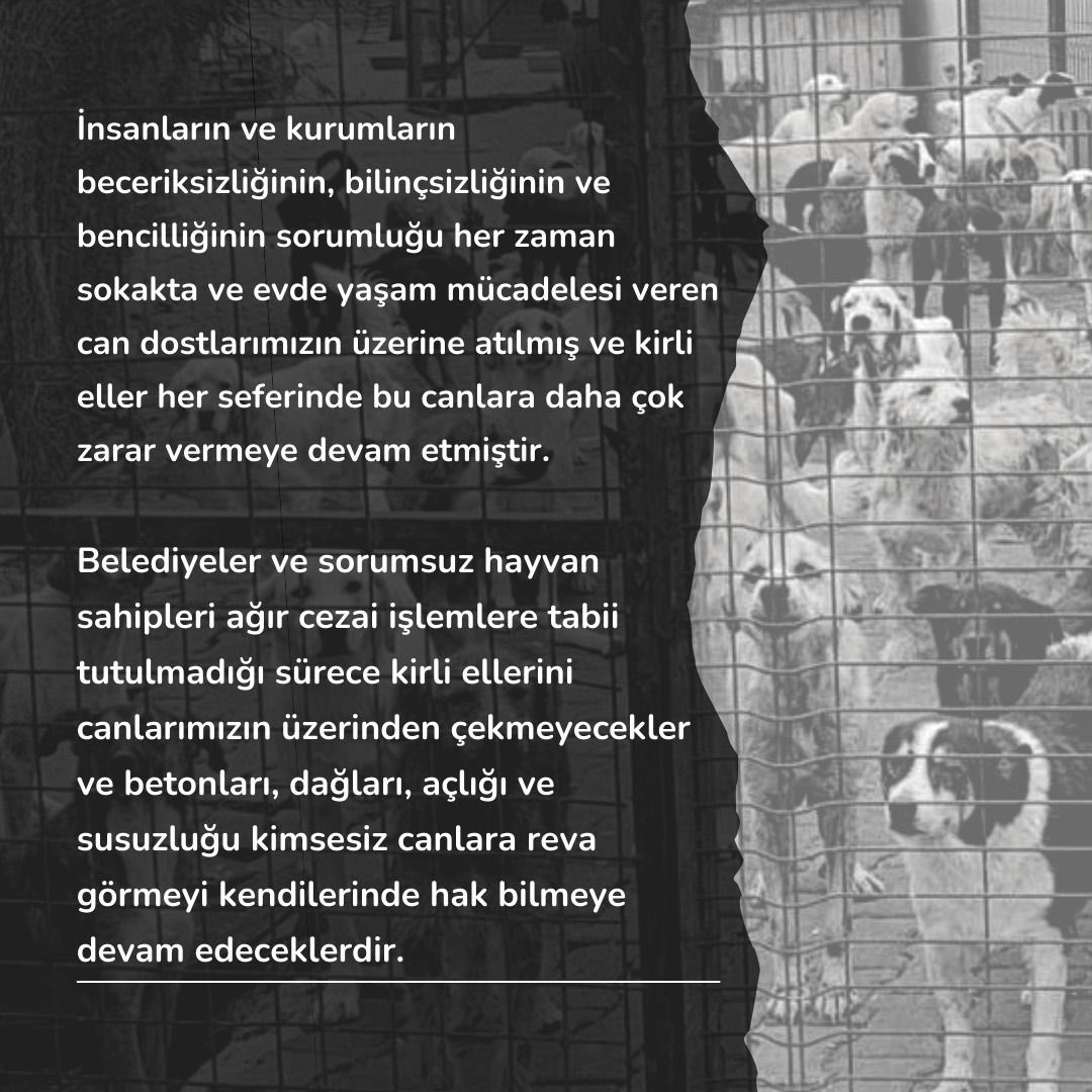 TEDÜ Hayvan Dostları tweet media