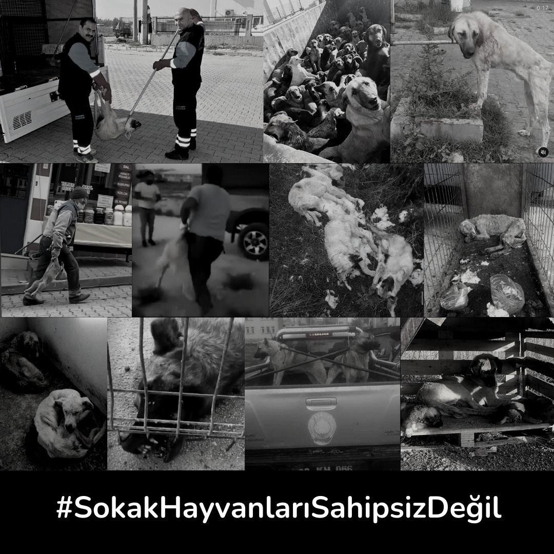 TEDÜ Hayvan Dostları tweet media