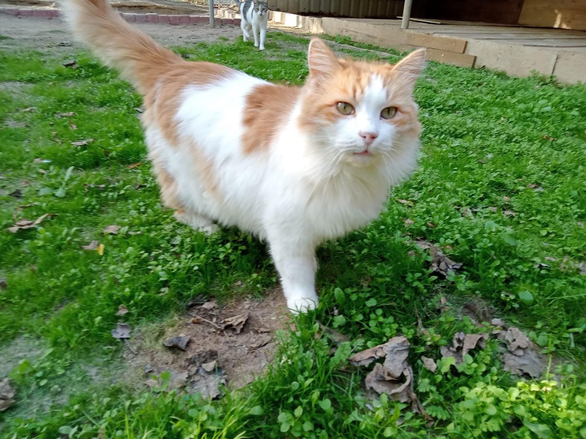 Hiç birimiz keyfimizden burada değiliz😰Çok fazla mama desteğine ihtiyacımız var, benimde katkım olsun diyorsanız,bilgilerimiz ektedir.Şimdiden çok teşekkür ederiz.
İletişim: Türkan Dağdelen +90532 207 0239