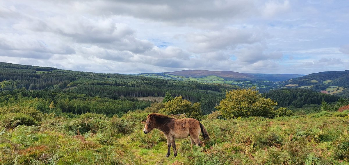 There is always Moor to see in Dunster every time you visit... 

dunster.info 

#Dunster #DunsterVillage #DunsterInfo #Somerset #Exmoor #ExmoorNationalPark