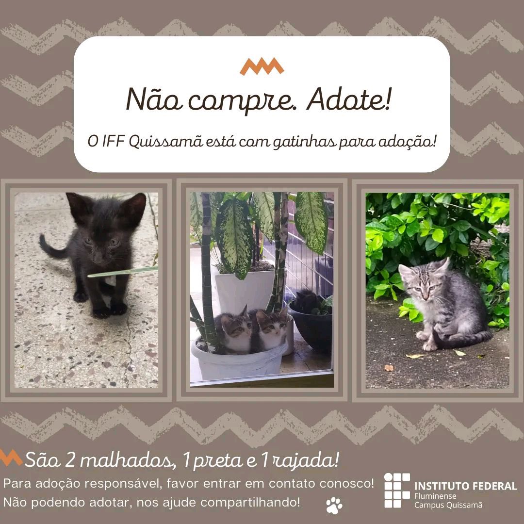glauciojps's tweet photo. O IFF Quissamã está doando 4 (quatro) filhotes de gatinhos! Sendo 2 malhados (machos), 1 preta (fêmea) e 1 rajada (fêmea), todos com aproximadamente 60 dias de vida! Compartilhe nos ajudando nessa campanha para encontrar um lar para essas lindos gatinhos! https://t.co/9OGW5JTYjR