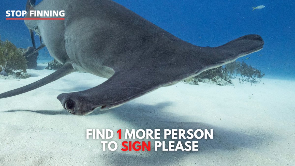 #StopFinningEU is about to hit 50% of the required votes for a #FinBanNow in Europe.🦈 If every voter motivates at least 1 more to sign we have a change to end #shark fin trade in Europe once and for all. stop-finning-eu.org ✍️🇪🇺