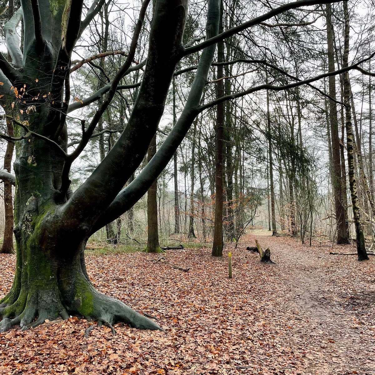 Dagje vrij genomen na deze ‘bazenkerst’: wandeling bij Doorn door nevelige bossen