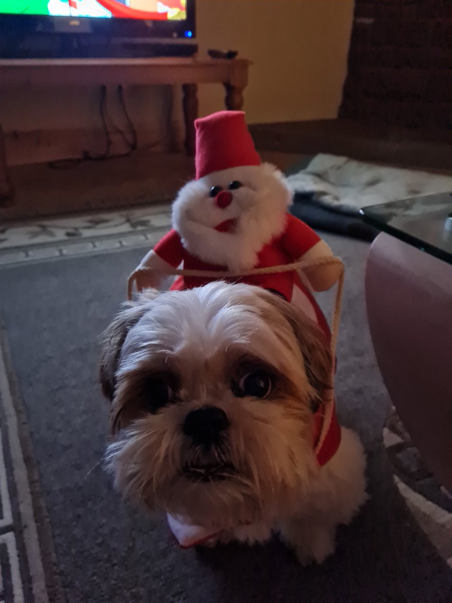 Meet Charlie the guy who brings us joy , happiness and laughter...
Have a woolly Christmas from Charlie.
#shihtzu #pets #loveanimals