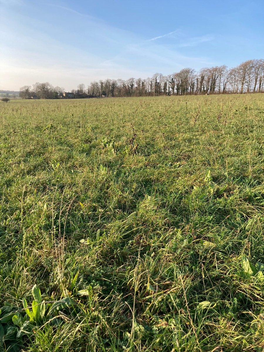elisesutton_'s tweet photo. Our store heifers &amp; 2021 calves are grazing a first year #organic herbal ley! This use to be a conventional arable field which has chucked up a few 'weeds' in the mix, but is a great source of overwinter forage for the cows. Doing a bit of #mobgrazing to make it last #regenag https://t.co/kDdnw42Fmh