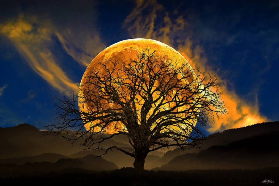 🌜moonlight🌛 tweet media