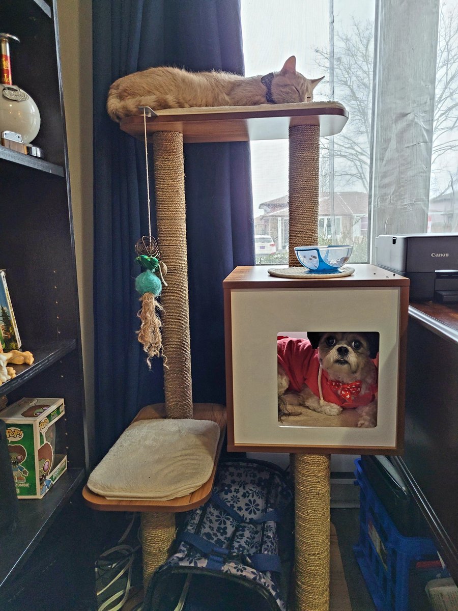 Dog in the cat tree, this is our "Normal."
#dogtree