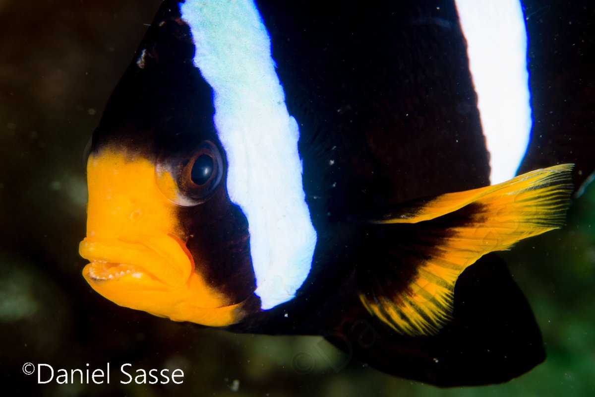 The angry one! 😂 Clarks anemone fish. #underwaterphotography taken by #DanielSasse #Scubadiving #natgeo #nature #uwpic #Marineconservation