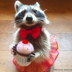 HiddenOutlets's tweet photo. I drew a lil racoon 🥰 https://t.co/6eKLgXb5V2