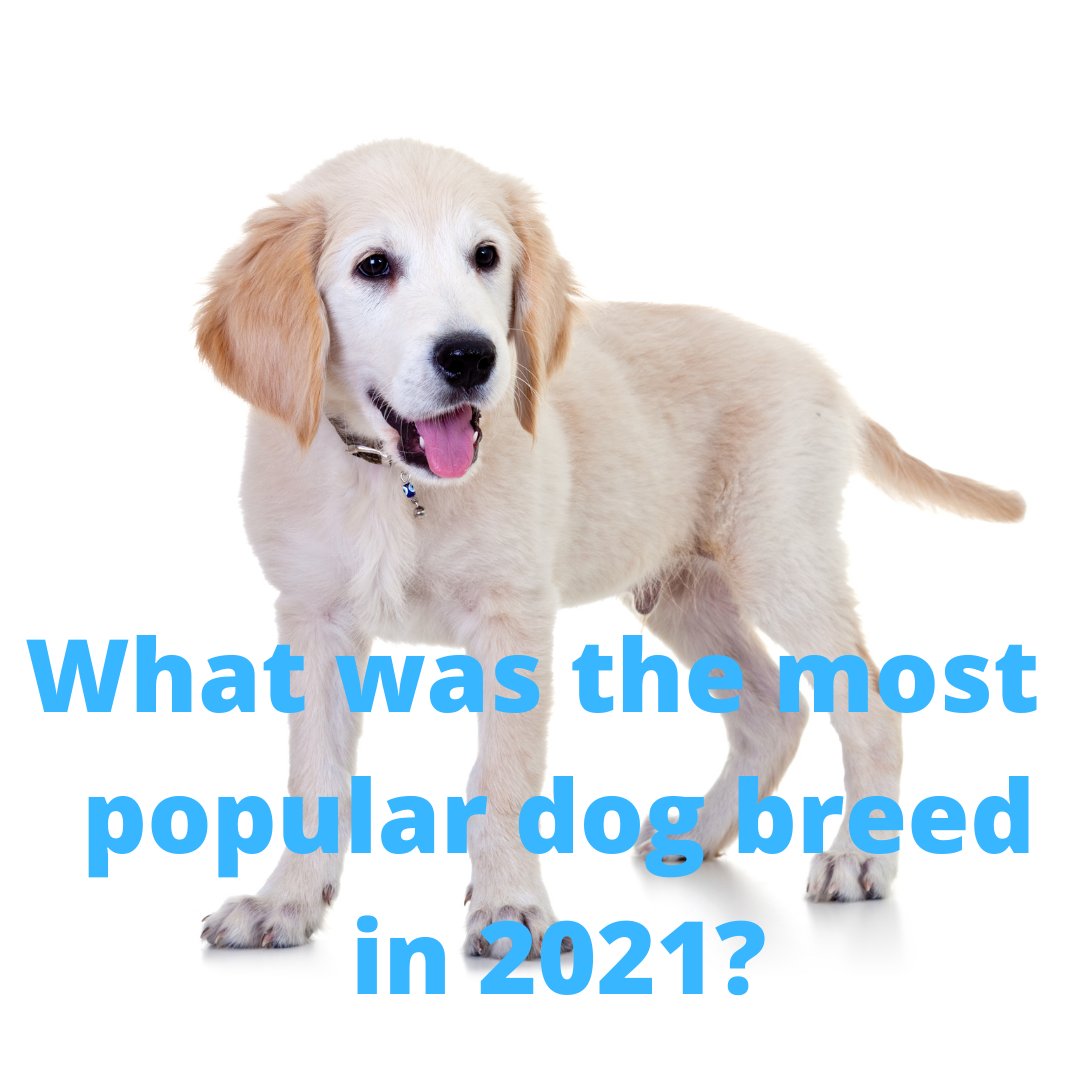 TootietheCutieT's tweet image. Hmm...
#tootiethecutie #populardogs #thetonguetwits #kidslovedogs
