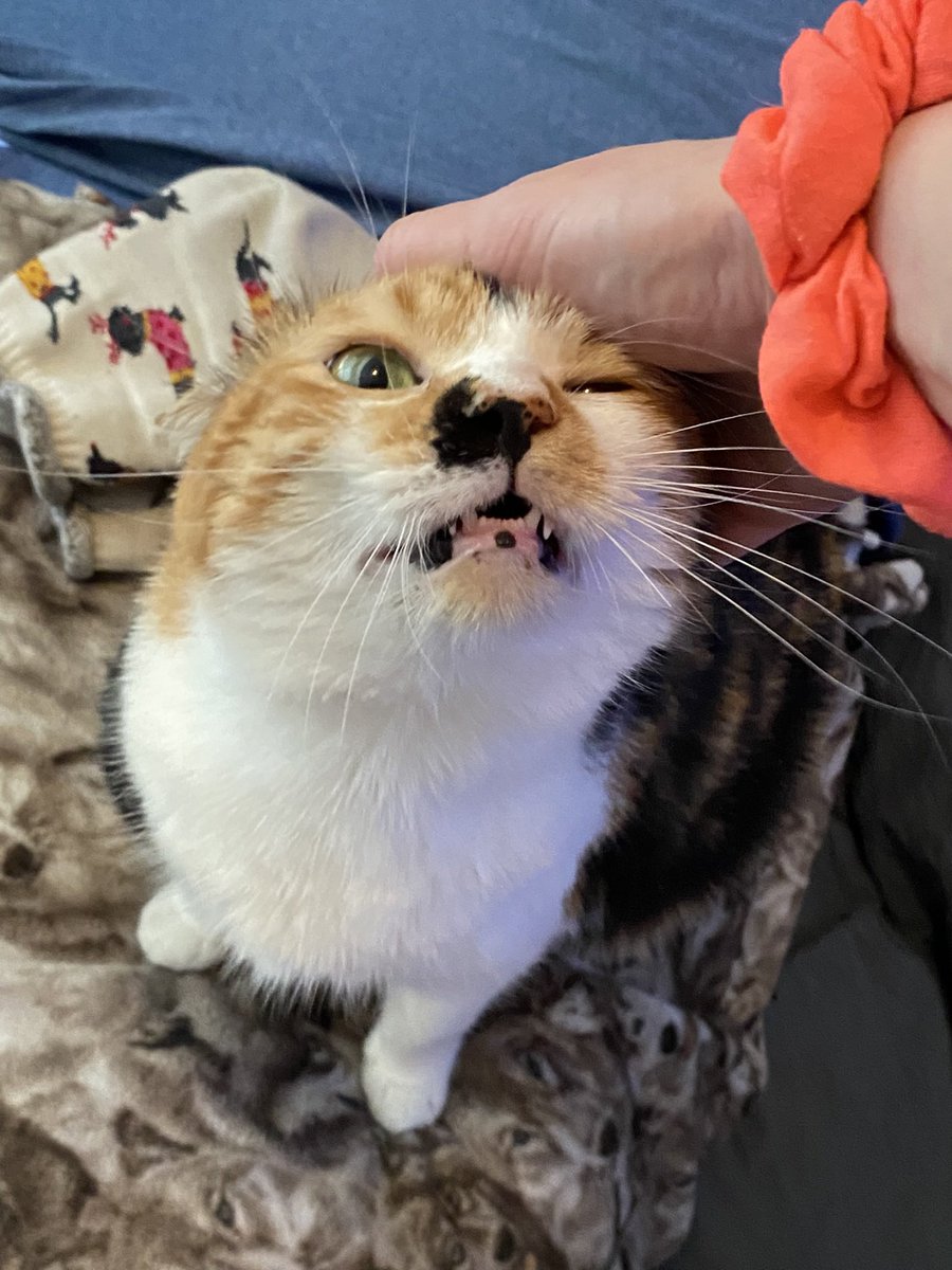 meowruby's tweet photo. riley https://t.co/Lhq1dfy2xZ