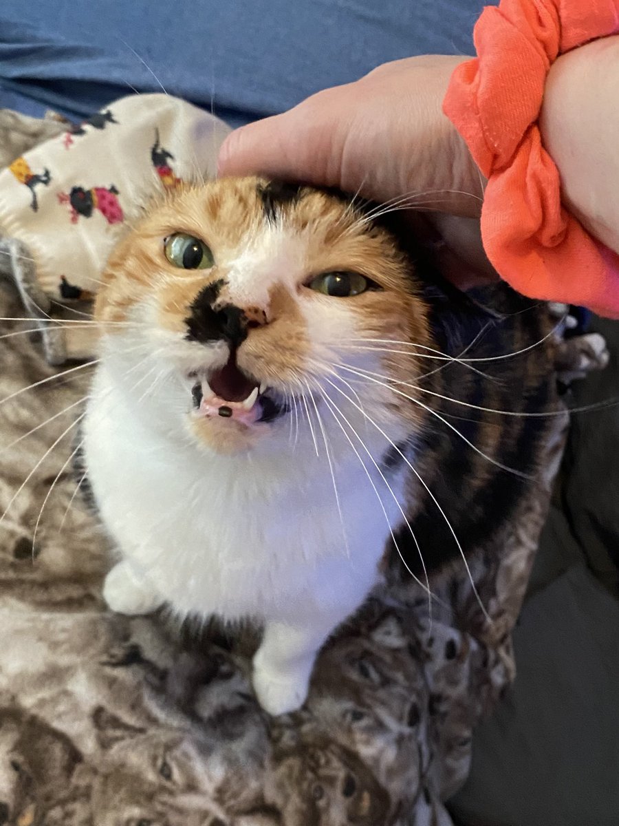 meowruby's tweet photo. riley https://t.co/Lhq1dfy2xZ