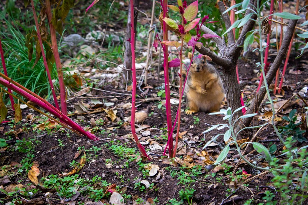 Caught this guy looking for goodies in the courtyard/patio. We love all the wildlife, even though they like to steal our veggies.