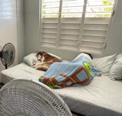 JuanPaSilva07's tweet photo. Si duermo 12 horas, mi perro duerme 12 horas a mi lado Orgulloso de lo que he creado https://t.co/BAOMfQSu9D