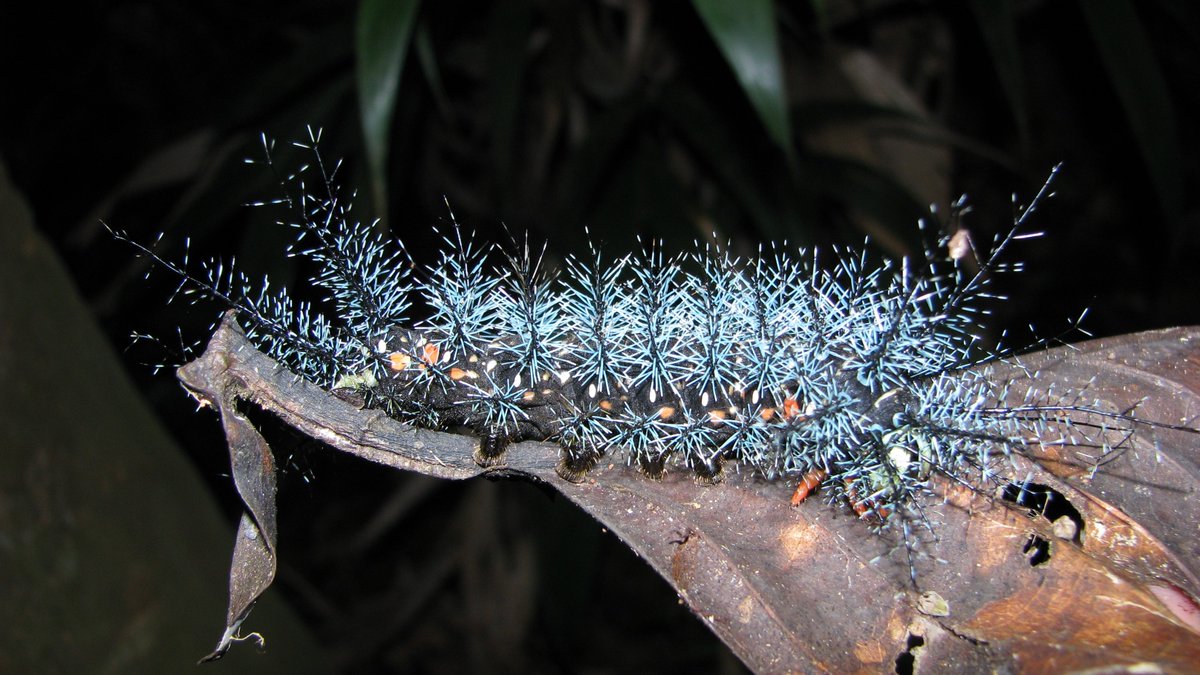 Celebrating E.O. Wilson today
We must all fight to protect #biodiversity ! <3 

theguardian.com/environment/20… 
#nature #Insects #ClimateActionNow #Science #inspirational #environnement #Entomology #biology #educational #STEM #MondayMotivation #MondayMorning