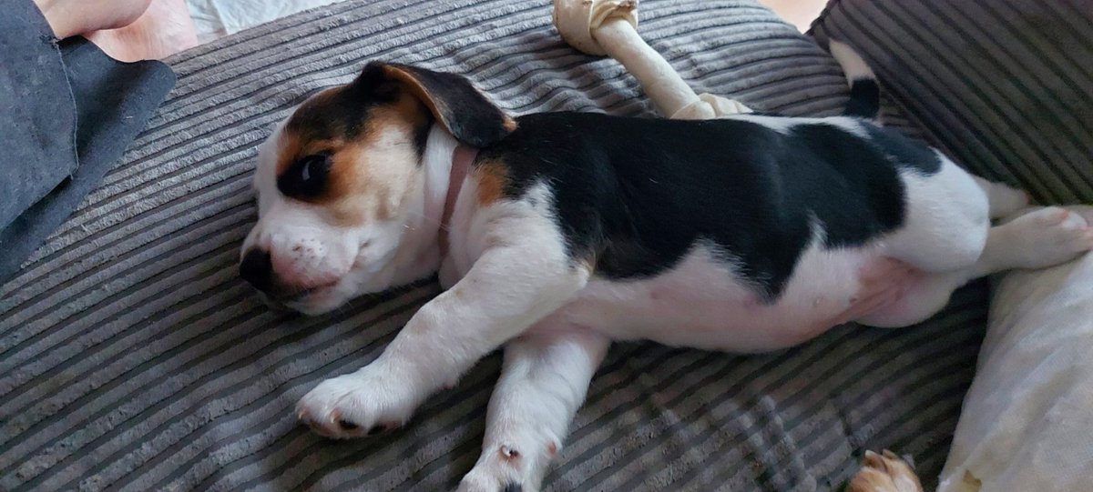 AndTorran's tweet image. Cute  yes ?