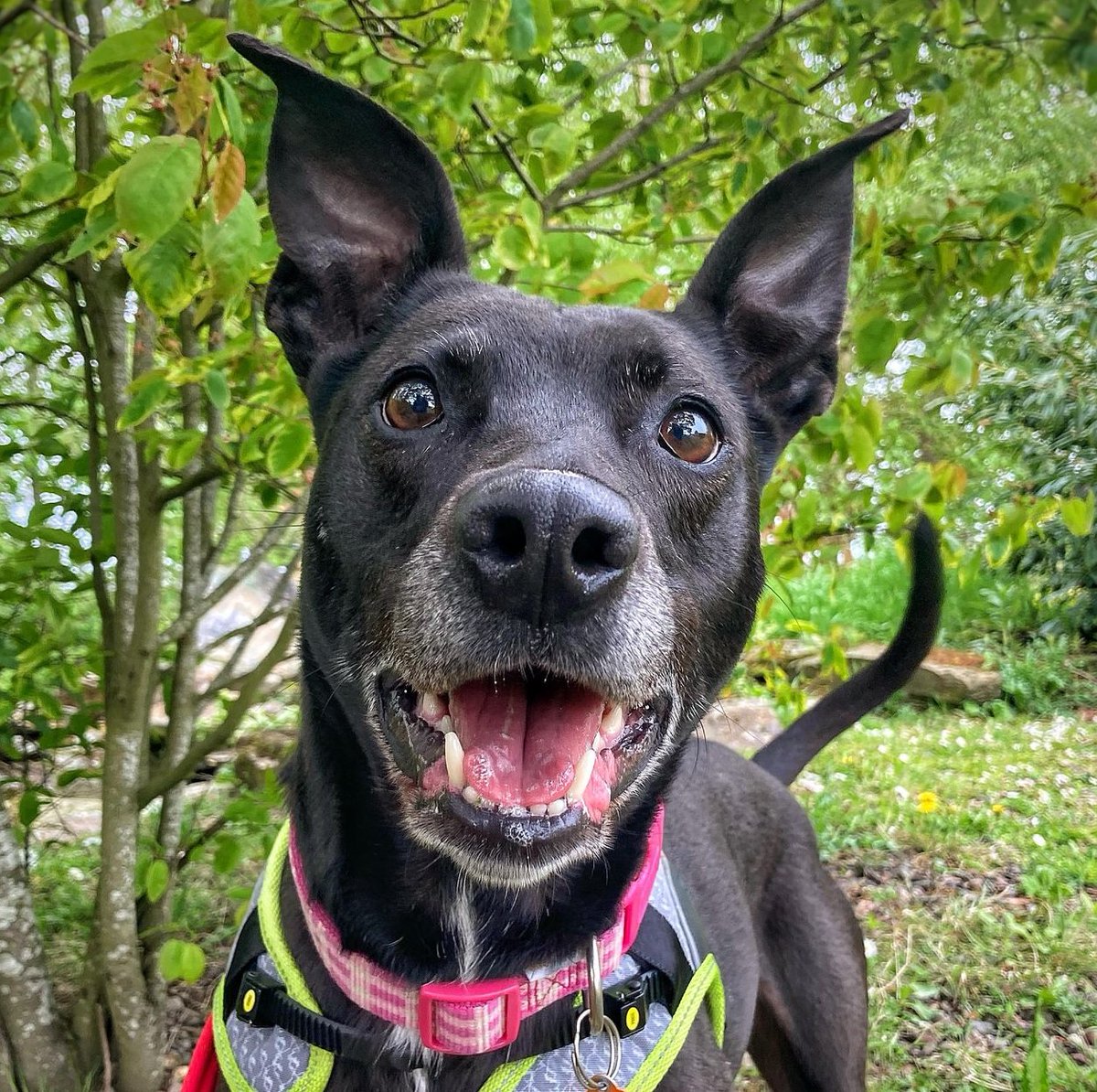 AdoptionsUk's tweet photo. Please retweet to help Skyler find a home #MANCHESTER #ENGLAND 

DETAILS or APPLY👇
https://t.co/6FXfvlVb4n
#dogs #pets #animals #DogsofTwittter https://t.co/CSBAgxy04B