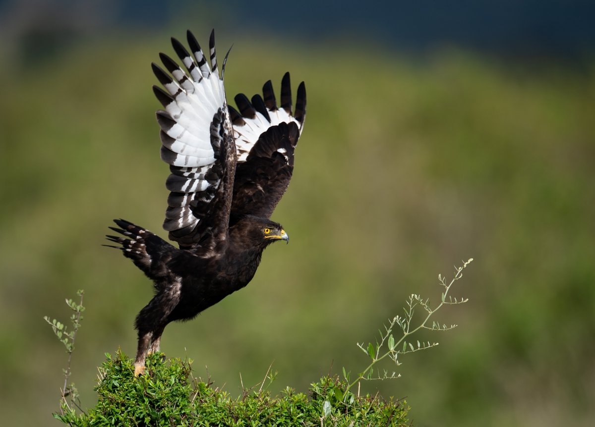 A long-crested eagle about to take off. Photographed by Harry Collins in Maasai Mara, Kenya. #birding #birders #birdphotography #wildlife #wildlifephotography #birdwatching #birdlovers #birds #bird #internationalbirds