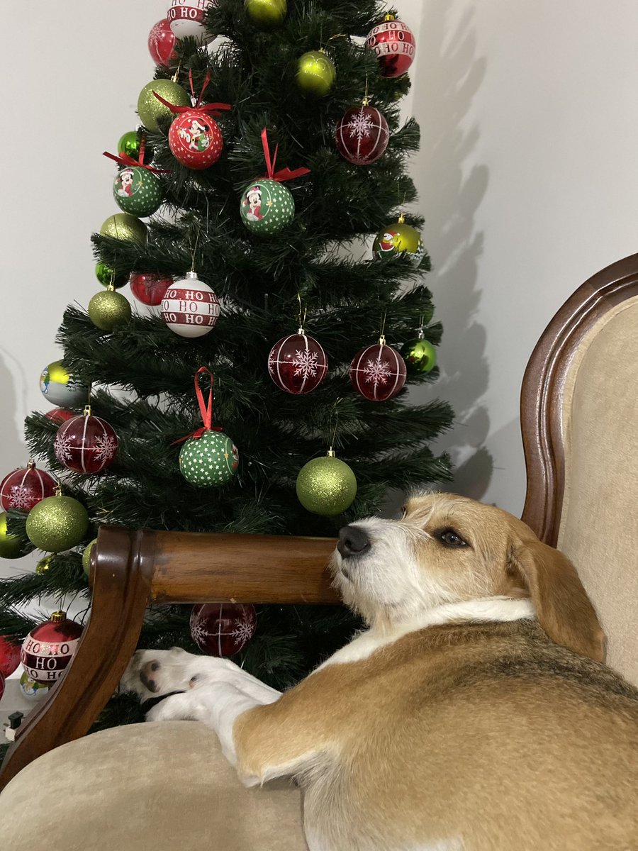 StefaFace's tweet photo. Merry Sleemas https://t.co/rbgFm1aWMg
