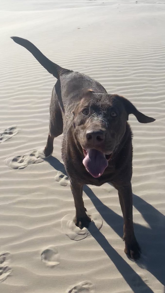 bmarski's tweet photo. @srr50 This is Tater. She was my brother in law’s until he passed away 2 years ago.  Also shed some weight for her beach body https://t.co/aLRm44uCLl