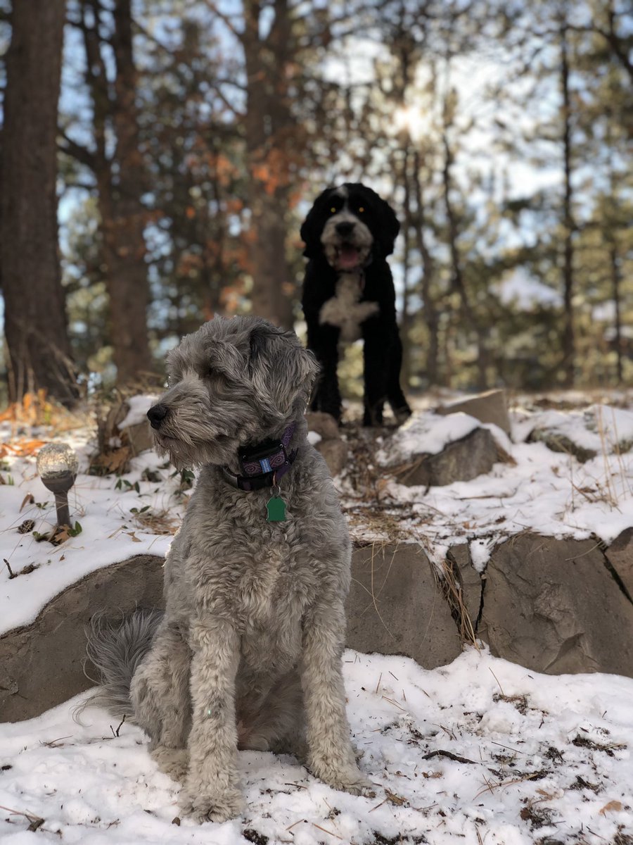 bsstillman's tweet photo. Remote office and no commute means I can #bwell with regular walks with the pups and the husband. #salesforceflex #petforce @salesforce @salesforcejobs https://t.co/WXEVEddtAr