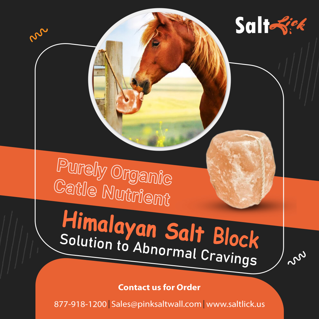 lisawilliams129's tweet photo. Animals licking Himalayan pink salt block produces high-quality milk production, lessens diseases, and remains fit and healthy. All of these minerals are extremely vital for the healthy growth of mammals and animals.

#himalayansalt #pinksalt #saltlick #animalsalt https://t.co/8HFQ0irGEa