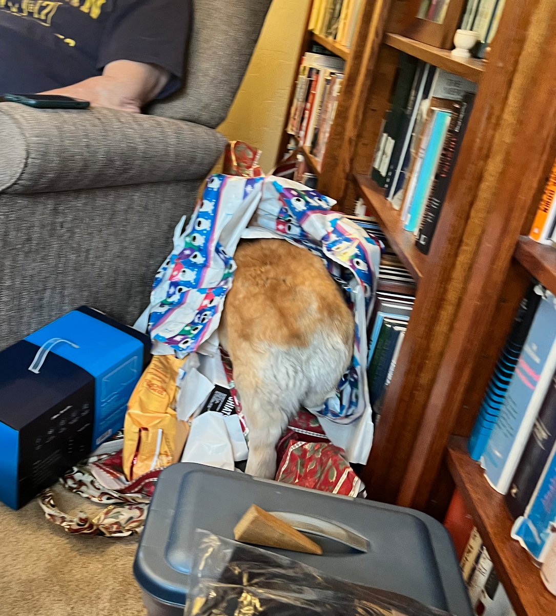 Russ the BlizzCorgi tweet media