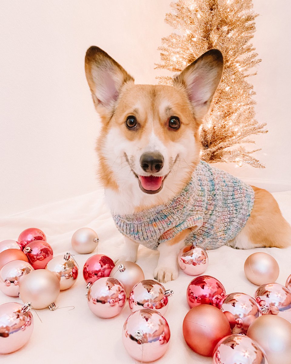 Not ready to leave Christmas behind💖

#anythingforpets #Corgi #dogs 
instagram.com/honeybunandbear