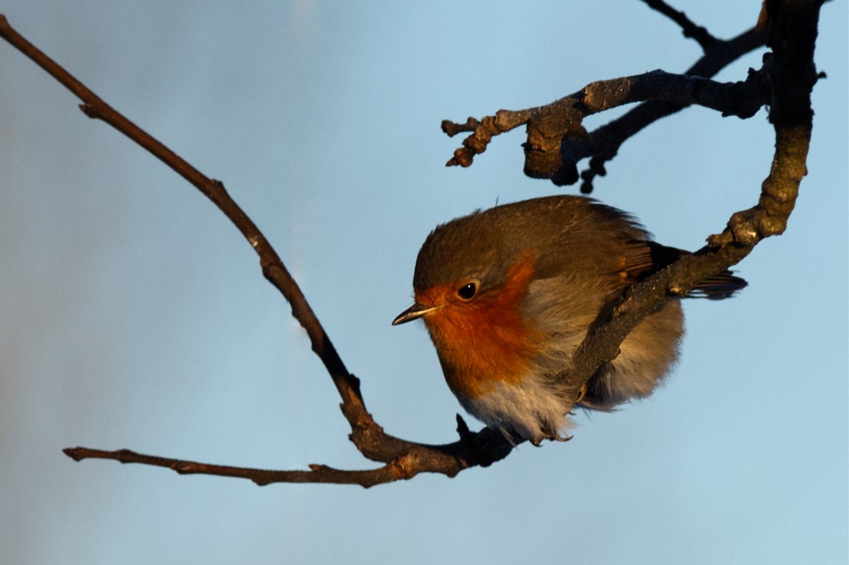 Still cold ❄️🐦