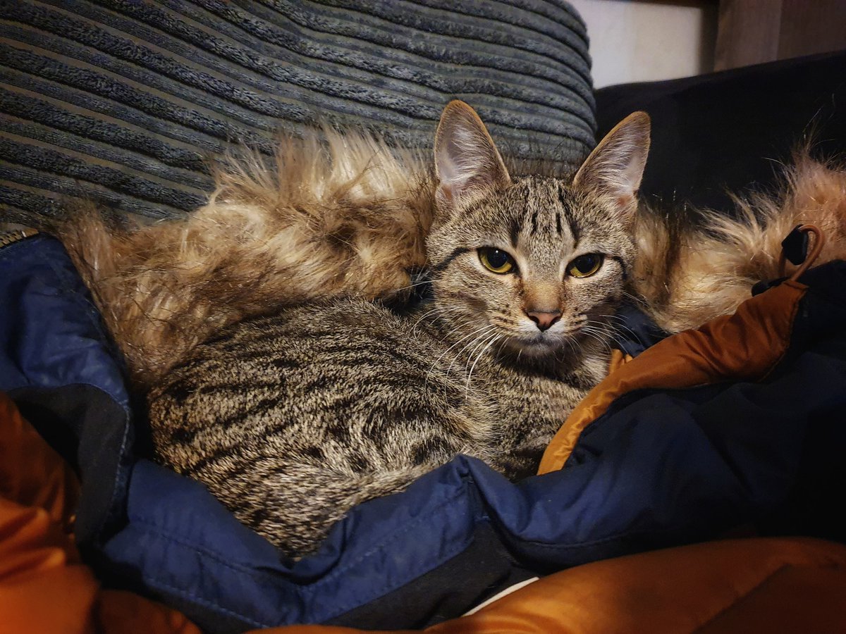 OrkneySarah's tweet photo. Rab needs to bring out a range of coats for cats.. im sick of sharing #rabcoat #catcoat https://t.co/IMYLbo78Am