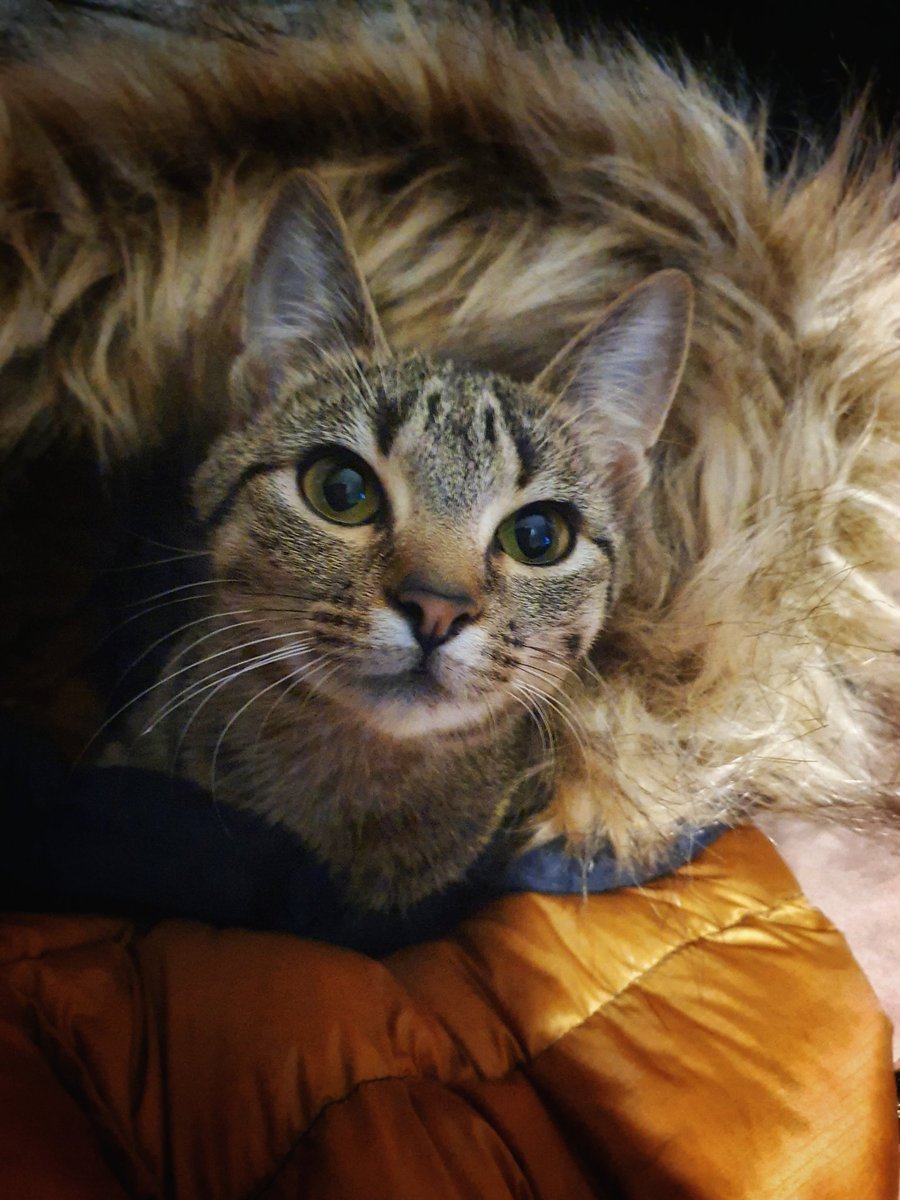 OrkneySarah's tweet photo. Rab needs to bring out a range of coats for cats.. im sick of sharing #rabcoat #catcoat https://t.co/IMYLbo78Am