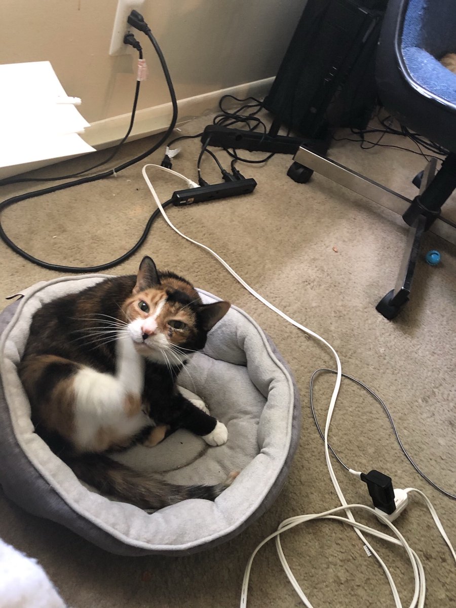 furbypuff's tweet photo. ty to everyone who donated so that feta could get medical care. she had to leave us today but she had 12 great years of life with my bf and its spouse. honestly she was a lil lovebug and sweet potato. she always visited me when i came over even to the last. miss ya lil lady. https://t.co/ggvO5XeUpV