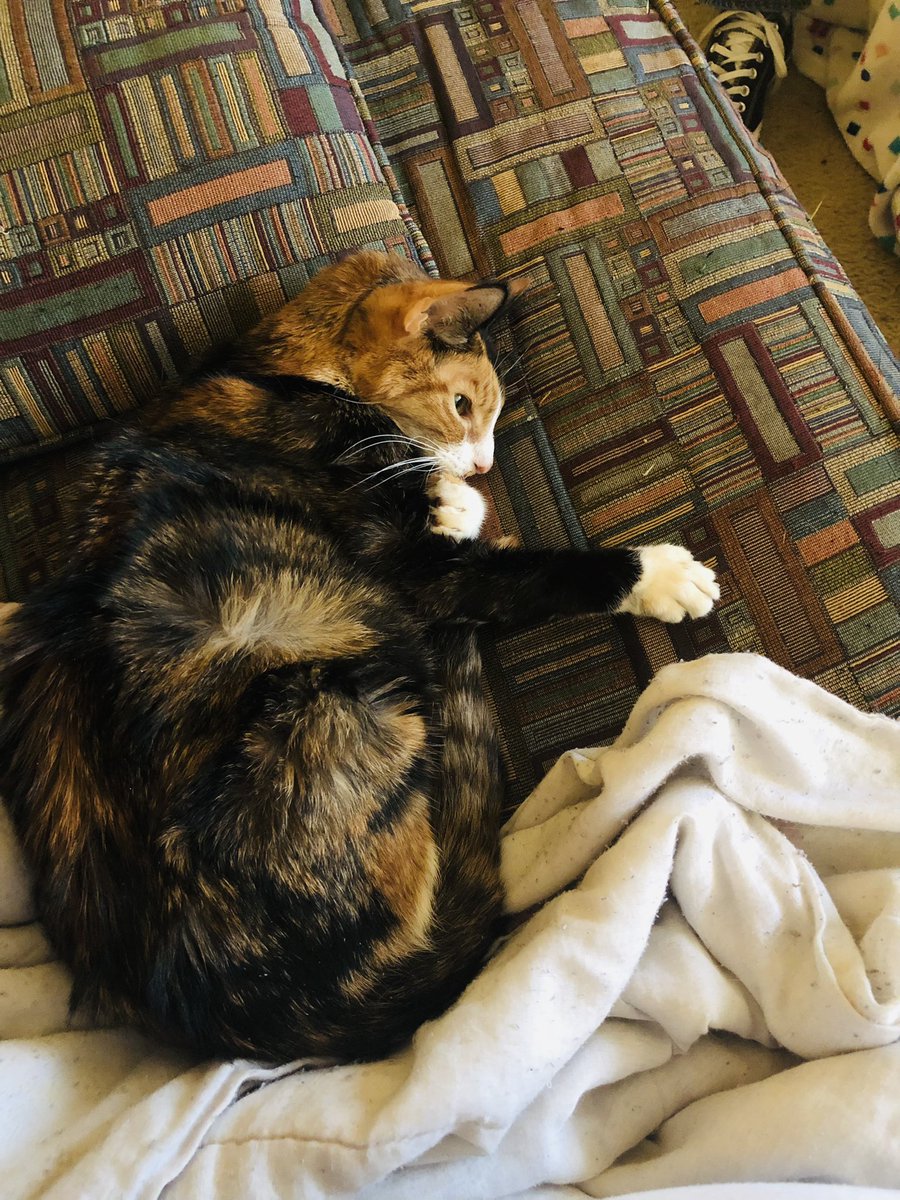 furbypuff's tweet photo. ty to everyone who donated so that feta could get medical care. she had to leave us today but she had 12 great years of life with my bf and its spouse. honestly she was a lil lovebug and sweet potato. she always visited me when i came over even to the last. miss ya lil lady. https://t.co/ggvO5XeUpV