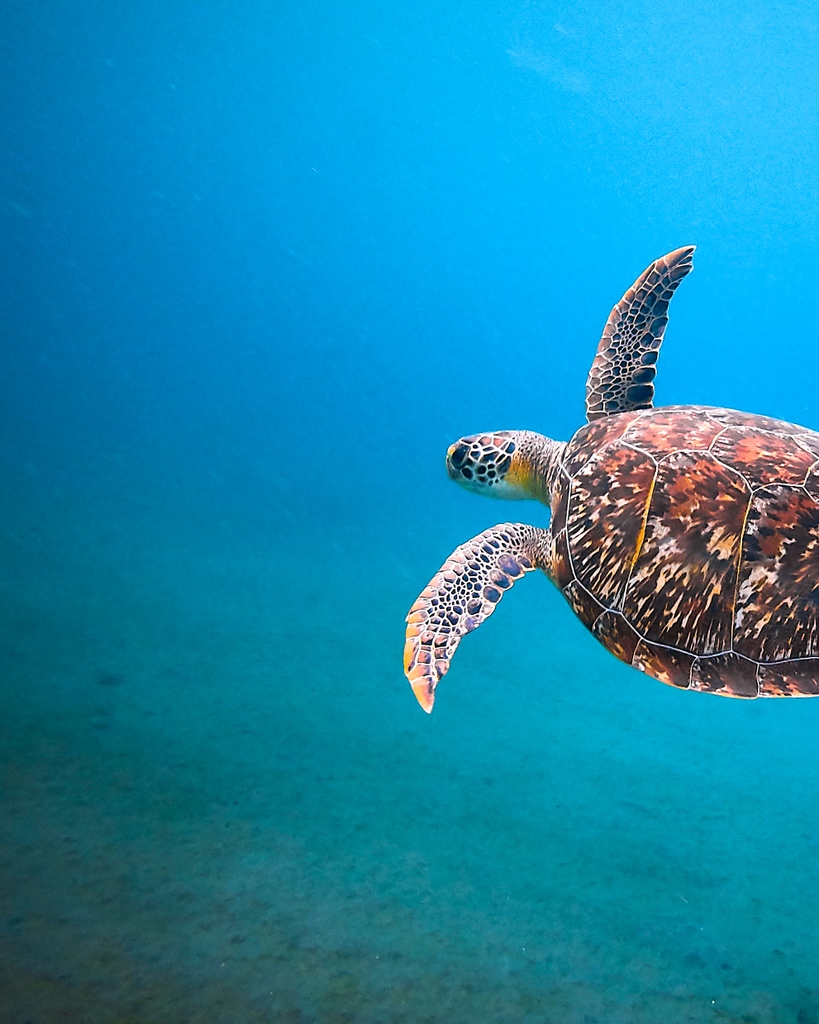 Not sure where to go? Perfect.

Our professional #travel advisors are experts in matching destinations, resorts, and experiences to people... because we're people too. (Unlike online booking sites).

Visit bookhuman.travel to chat with your go-to travel advisor. #bookhuman