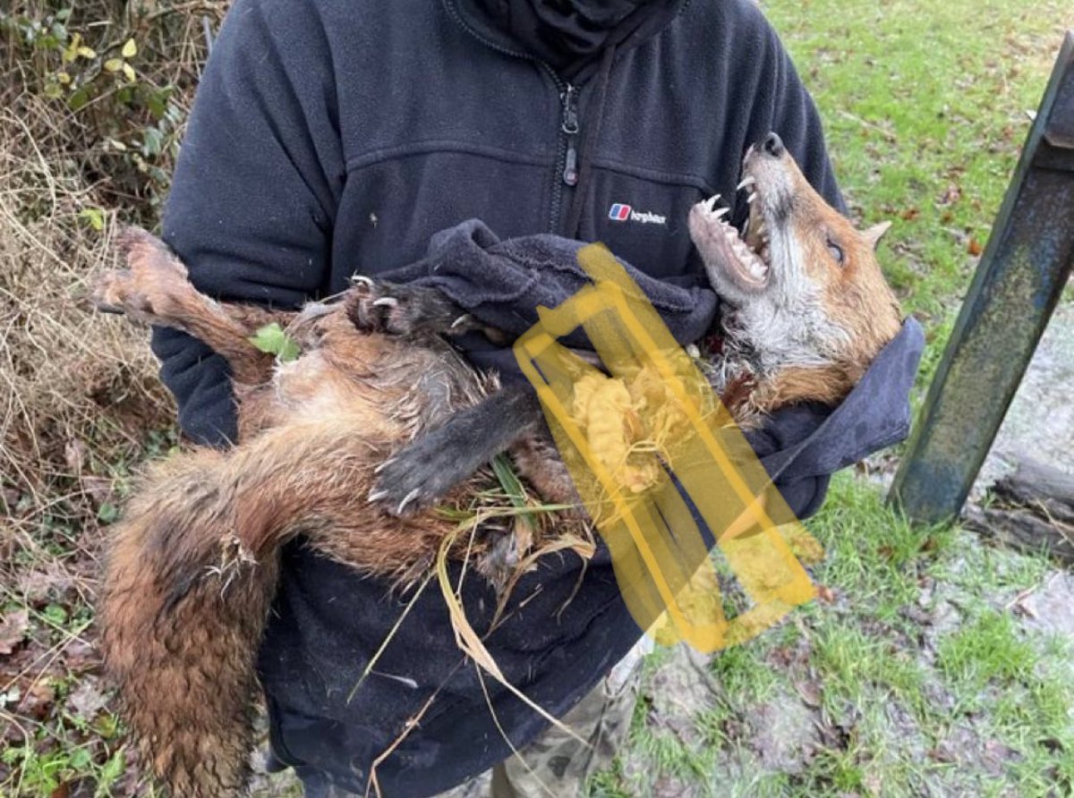 What is wrong with you, how can you do this, what sort of human beings must you be, are you proud ? Would you show this to your children. This is illegal. Amend the act and stop this heinous crime &amp; stop  the twisted ‘trail hunters’ #huntsstuntsandlies #backtheban