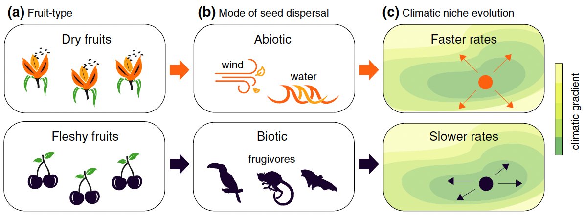 Vasconcelos et al. show that lineages with seeds dispersed by frugivores have wetter and warmer climatic optima and lineages that are not dispersed by frugivores tend to shift climatic niches more often 🌸🌼🌺
 <a href="/TNCVasconcelos/">Thais Vasconcelos</a>, <a href="/jboyko21/">James Boyko</a>, <a href="/phylieu/">Jeremy Beaulieu</a>

 doi.org/10.1111/jbi.14…